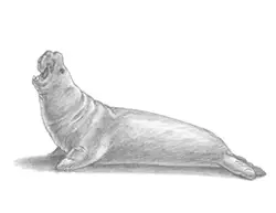 How to Draw an Elephant Seal Male Bull Roaring