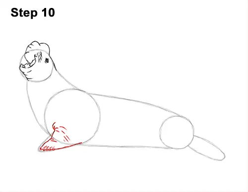How to Draw Big Elephant Seal Bull Male Roaring 10