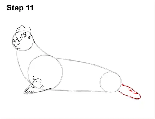 How to Draw Big Elephant Seal Bull Male Roaring 11