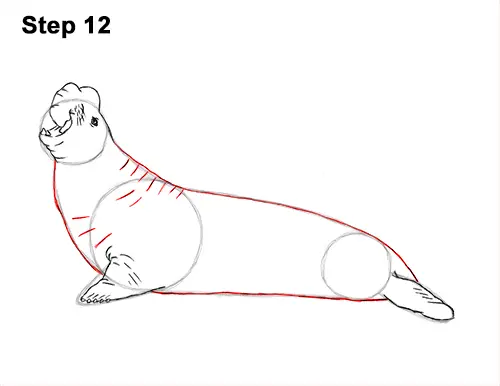How to Draw Big Elephant Seal Bull Male Roaring 12