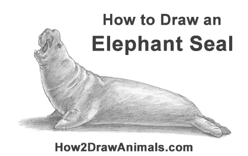 How to Draw Big Elephant Seal Bull Male Roaring