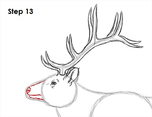 Draw Elk 13