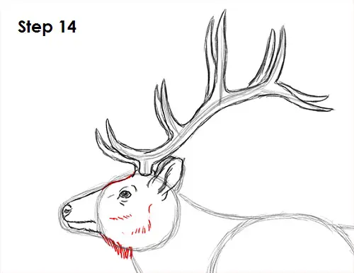 Draw Elk 14