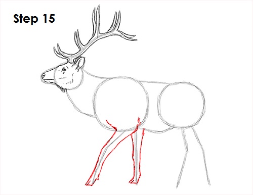 Draw Elk 15