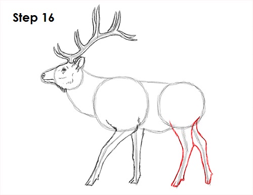 Draw Elk 16