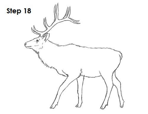 How to Draw an Elk