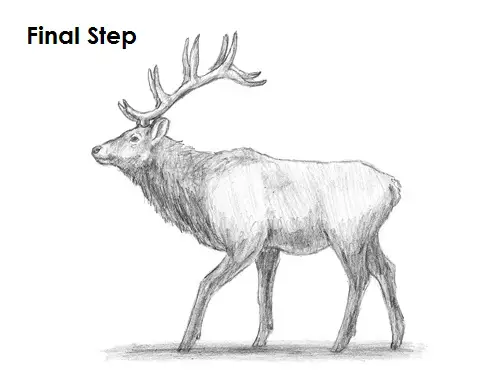 Draw Elk Final