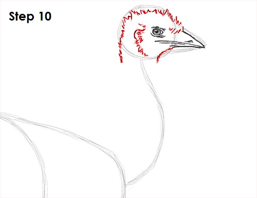 Draw Emu Bird 10