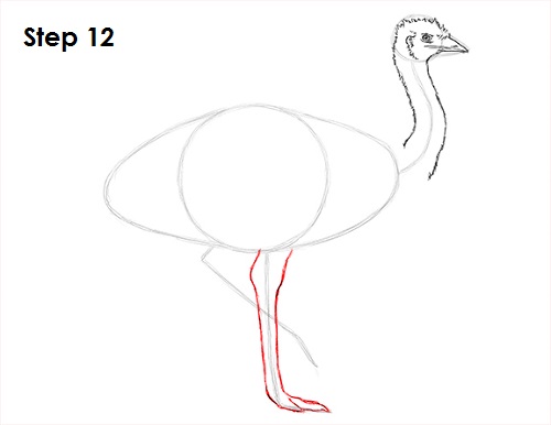 Draw Emu Bird 12
