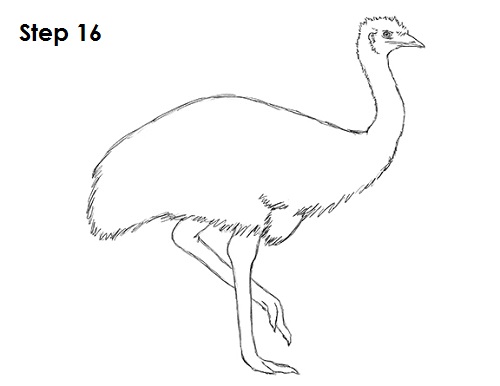 Draw Emu Bird 16