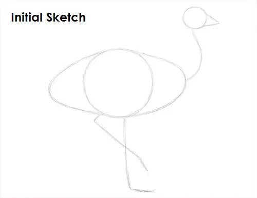 Draw Emu Bird Sketch