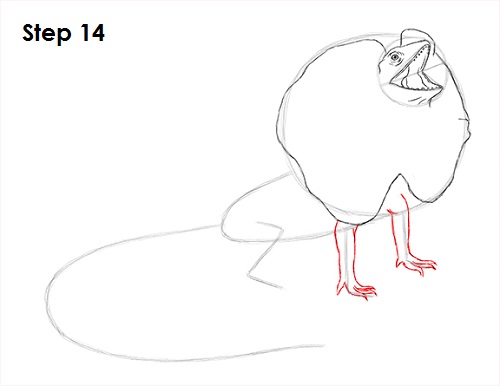 Draw Frilled Neck Lizard 14