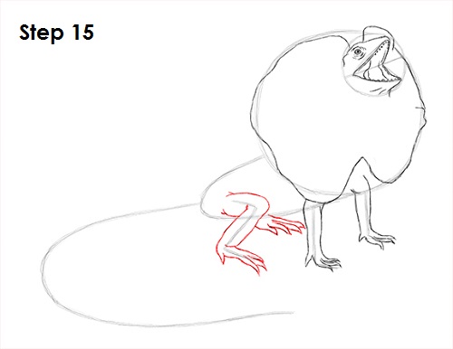 Draw Frilled Neck Lizard 15
