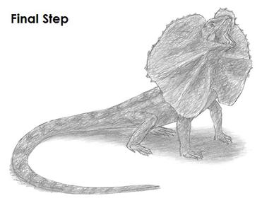 frilled lizard drawing