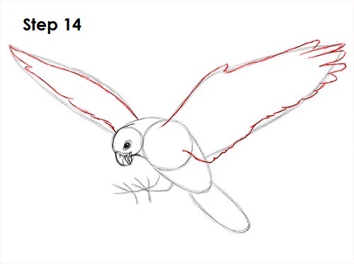 Draw a Falcon 14