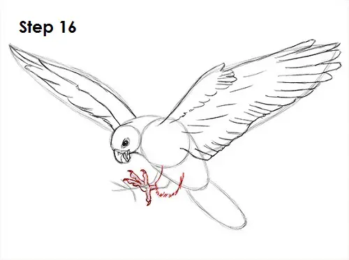 Draw a Falcon 16