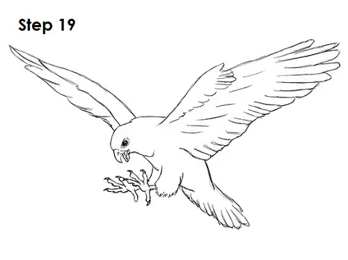 Draw a Falcon 19