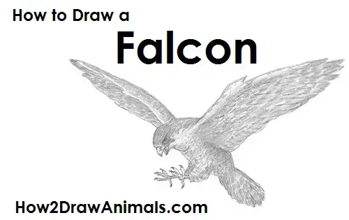 how to draw a falcon step by step easy