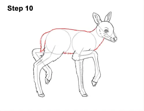 How to Draw a Fawn Baby Deer Walking Side View 10