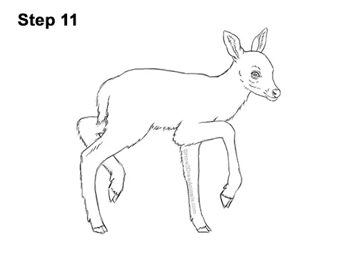How to Draw a Fawn Baby Deer Walking Side View 11