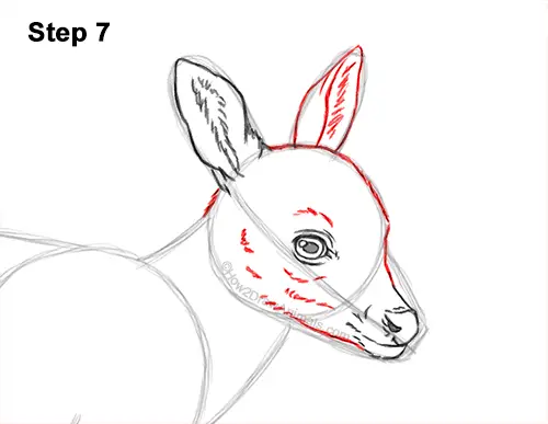 How to Draw a Fawn Baby Deer Walking Side View 7