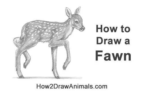 Easy Animal Drawing Learn At Home Video Tutorial for Kids - Kids Art & Craft