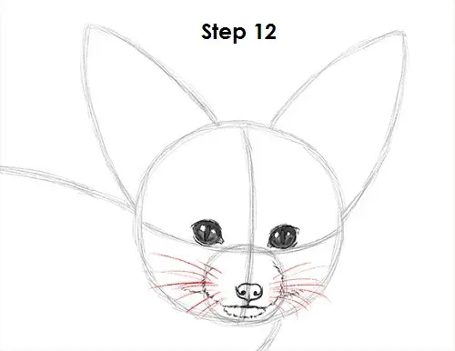 Draw Fennec Fox 12