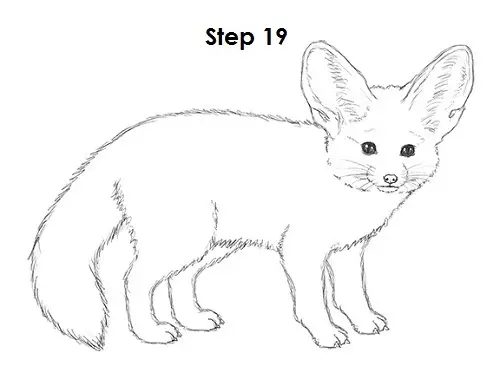 Draw Fennec Fox 19