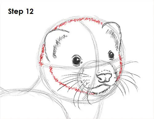 Draw Ferret 12