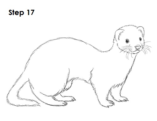 Draw Ferret 17