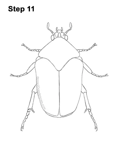 How to Draw a Figeater Fig Beetle June Bug 11