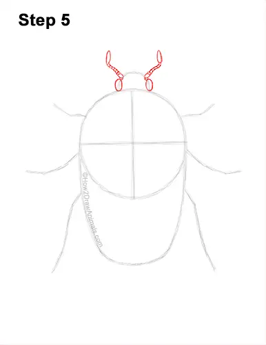 How to Draw a Figeater Fig Beetle June Bug 5