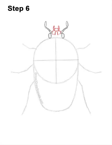 How to Draw a Figeater Fig Beetle June Bug 6