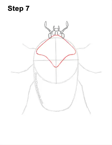 How to Draw a Figeater Fig Beetle June Bug 7