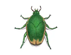 How to Draw a Figeater Fig Beetle June Bug Insect Color