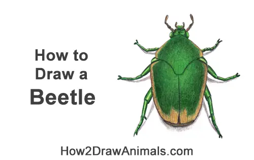 How to Draw a Figeater Fig Beetle June Bug