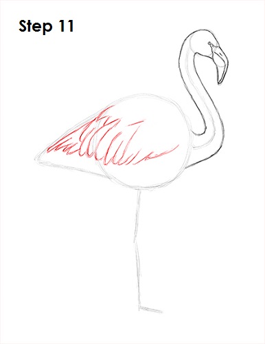 Draw Flamingo Bird 11