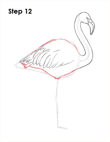 Draw Flamingo Bird 12