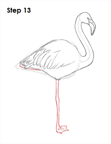 Draw Flamingo Bird 13