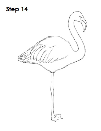 Draw Flamingo Bird 14