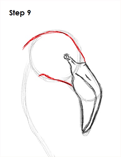 Draw Flamingo Bird 9
