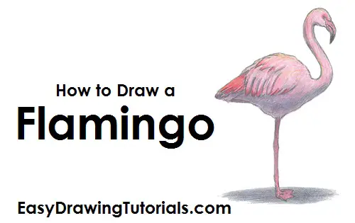 Draw Flamingo Bird