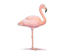 How to Draw a Flamingo Bird Color Side View