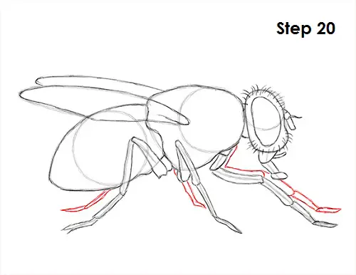 820 Housefly Vector Images | Depositphotos