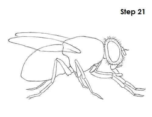 Housefly Cliparts Stock Vector and Royalty Free Housefly Illustrations