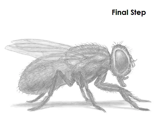 Draw Fly Insect