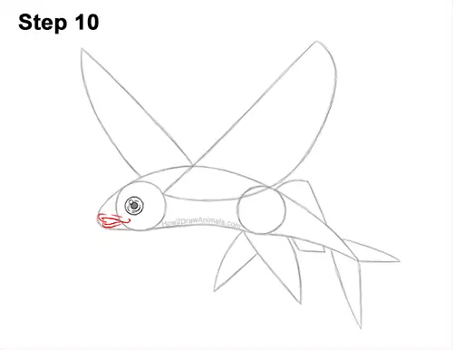 How to Draw a Flying Fish Cod Wings 10