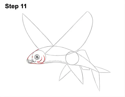 How to Draw a Flying Fish Cod Wings 11
