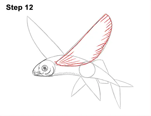How to Draw a Flying Fish Cod Wings 12