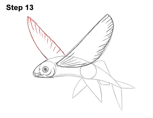 How to Draw a Flying Fish Cod Wings 13